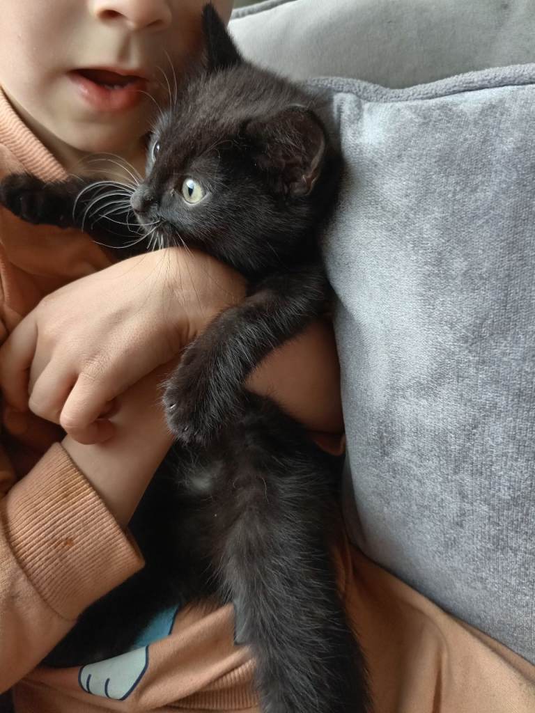 Kitten for sale 