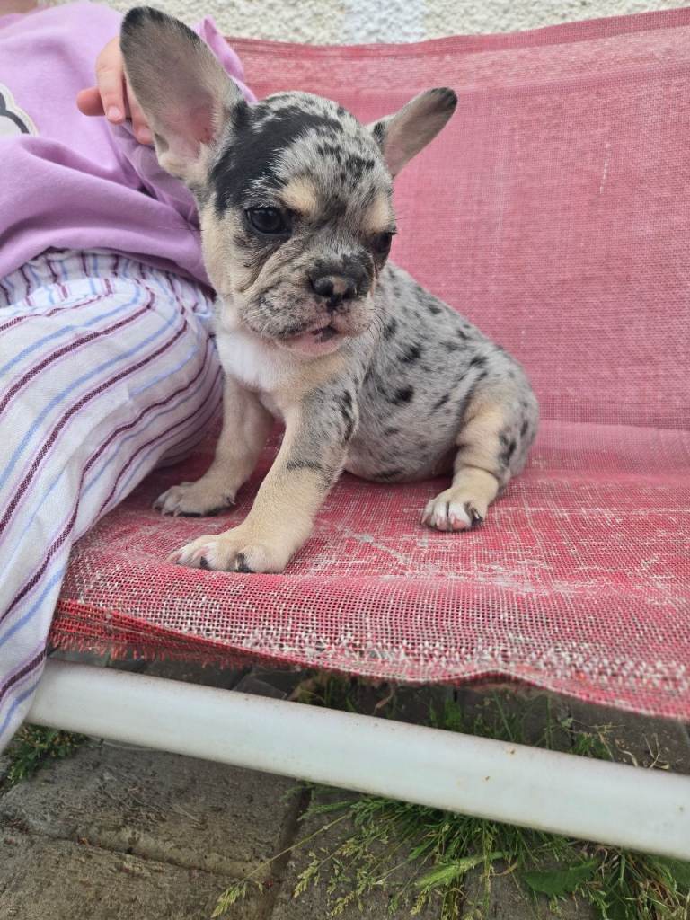 2 Stunning French bulldog puppies left