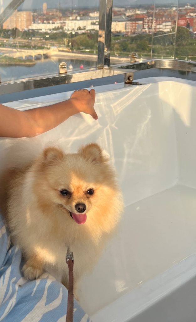 Fluffy Pomeranian 