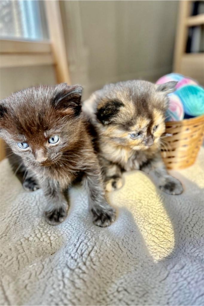🐾 6 adorable kittens 