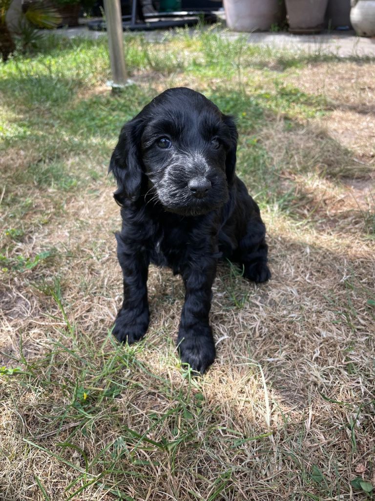 *LAST 3 LEFT* Beautiful Litter of F1B Cockapoos🐶