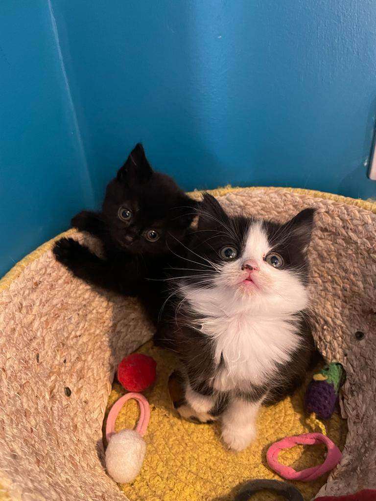 Baby Kittens for sale 1 black left 