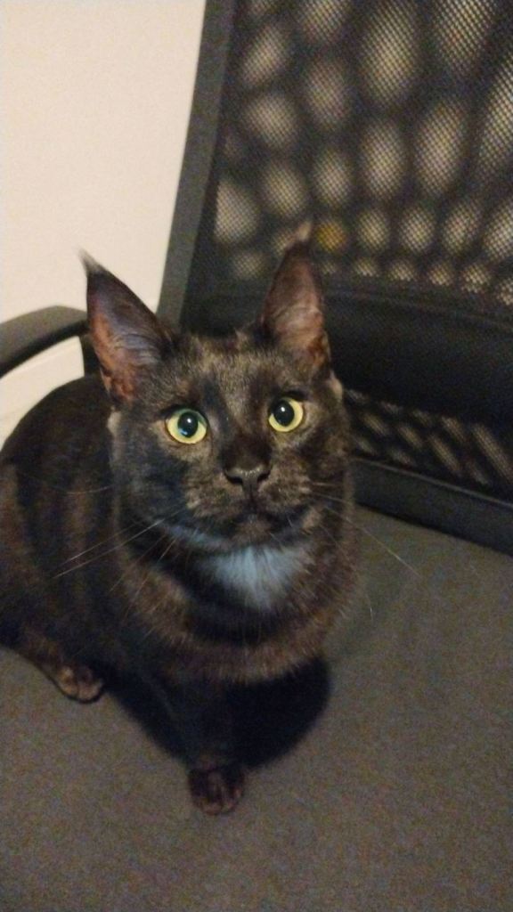 2 year old female Maincoon bengal cross for sale £300