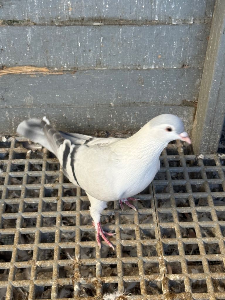 Pigeons 
