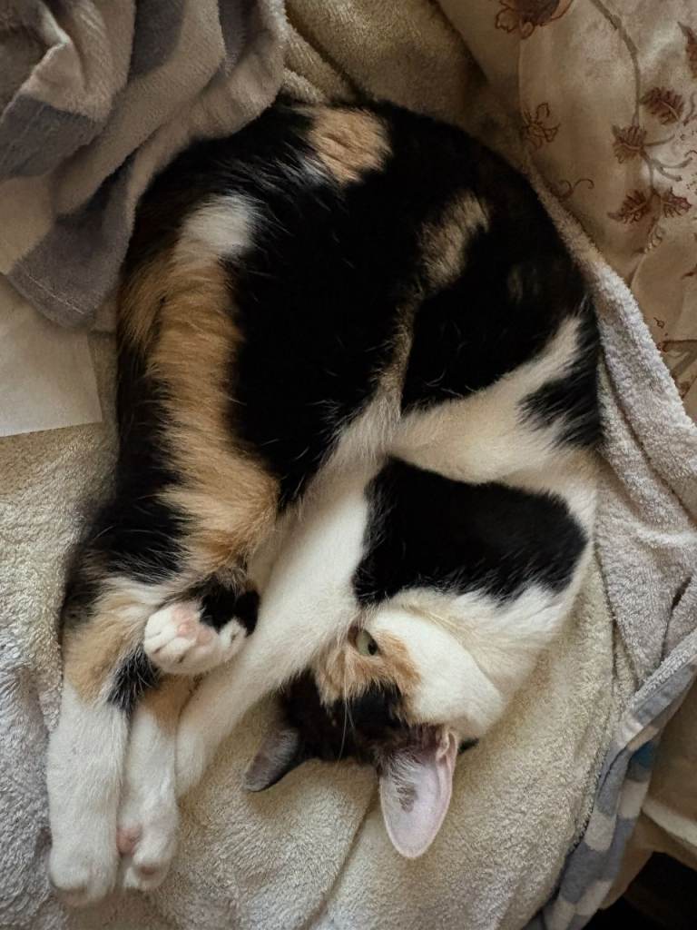 Lovely Family Cat Lola Looking for a Loving Home 🐾❤️