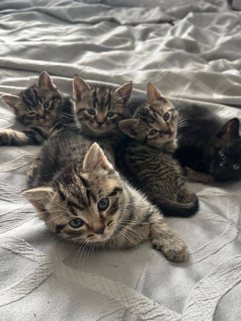 Kittens available 