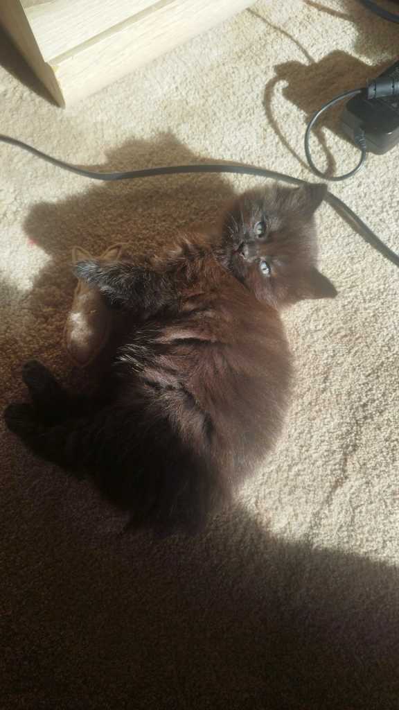 Half Ragdoll kittens 