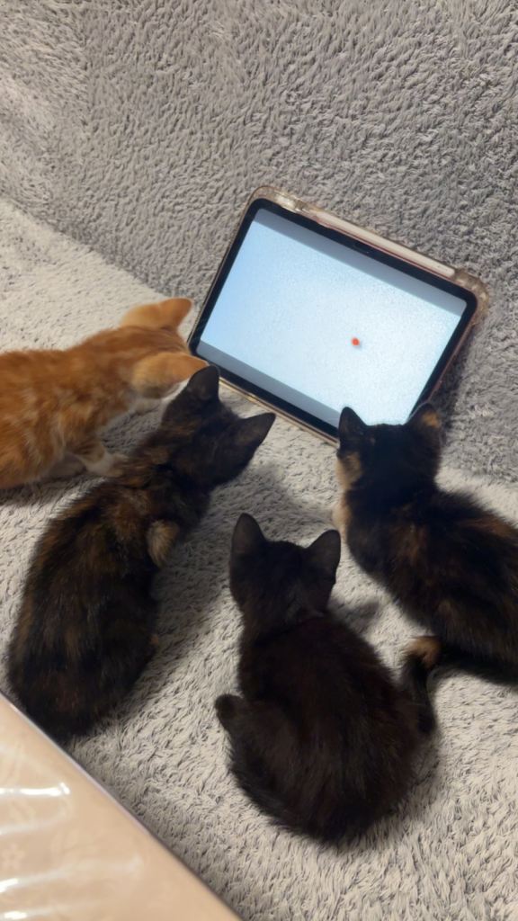 Kittens for sale!! 