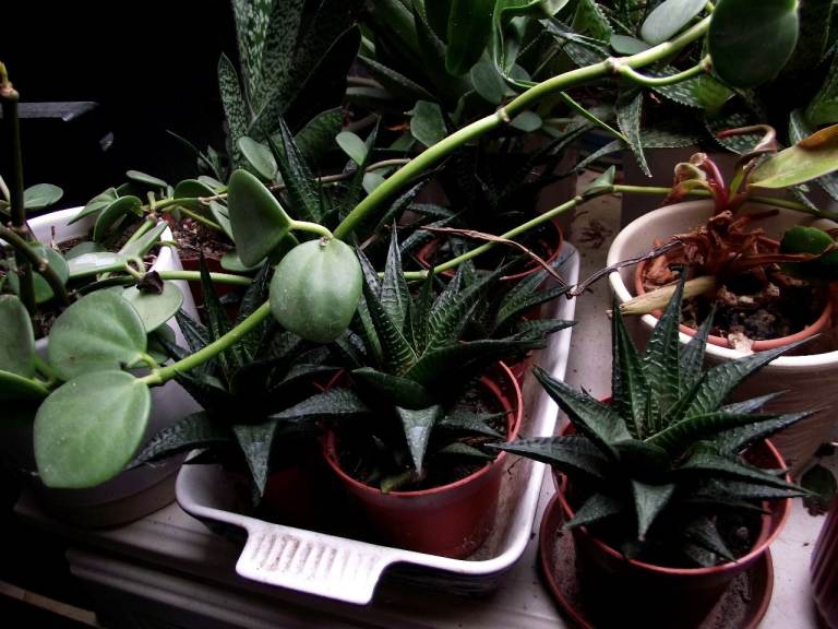 PLANTS FOR SALE.