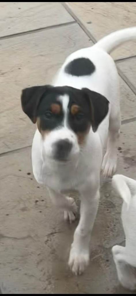 Jack Russell pup