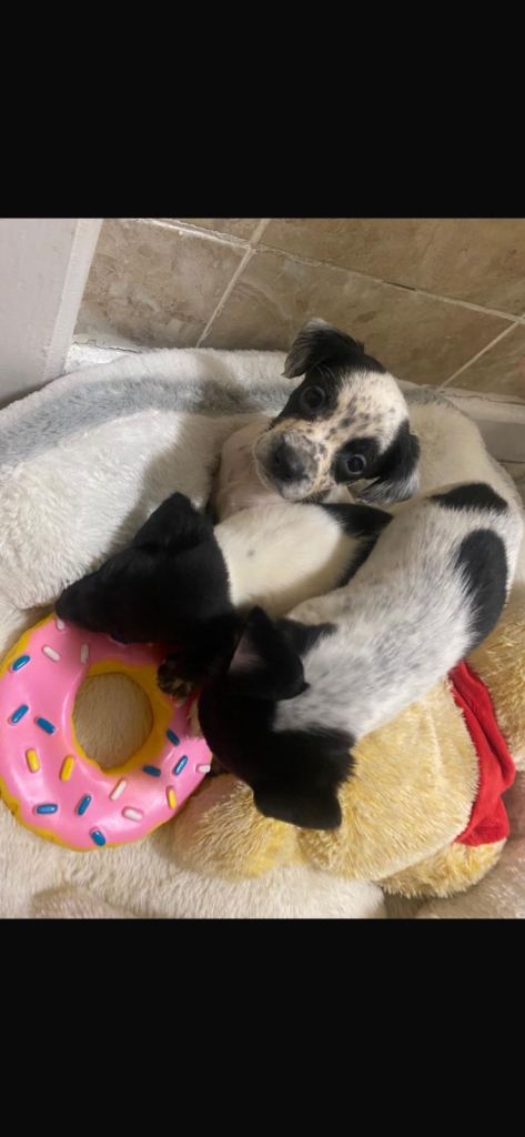 Jack Russell cross Chihuahua