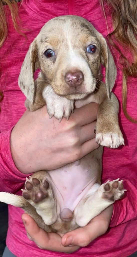 Dachshund puppies