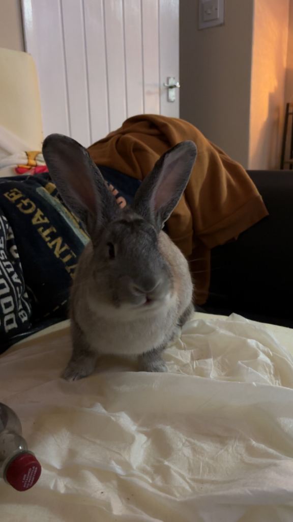 New Zealand Chinchilla male rabbit 