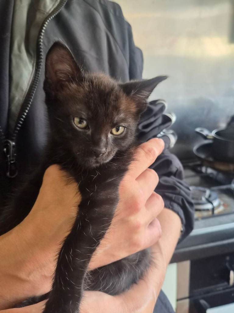 1 male bengal cross kitten for sale 