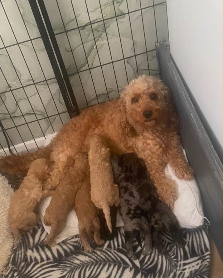 Beautiful f2 cockapoo pups 