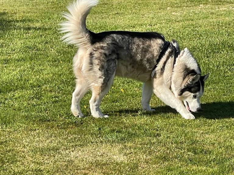 Siberian Huskie pups , new pictures.