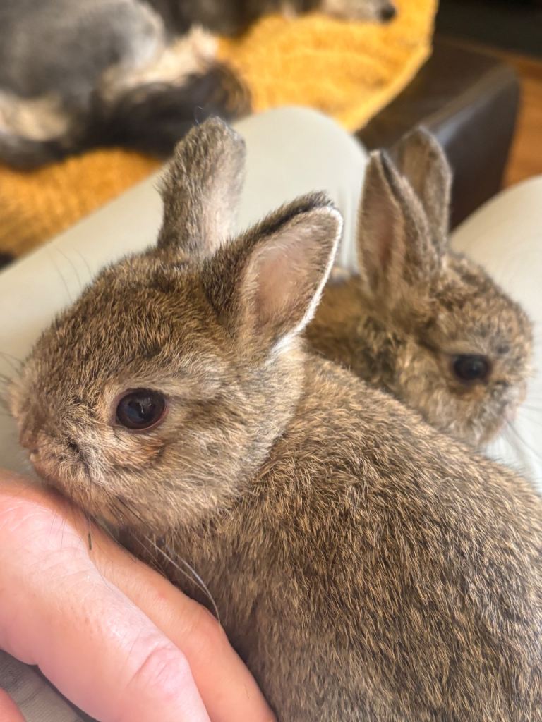 Netherland dwarf/vaccinated/ raises indoors 