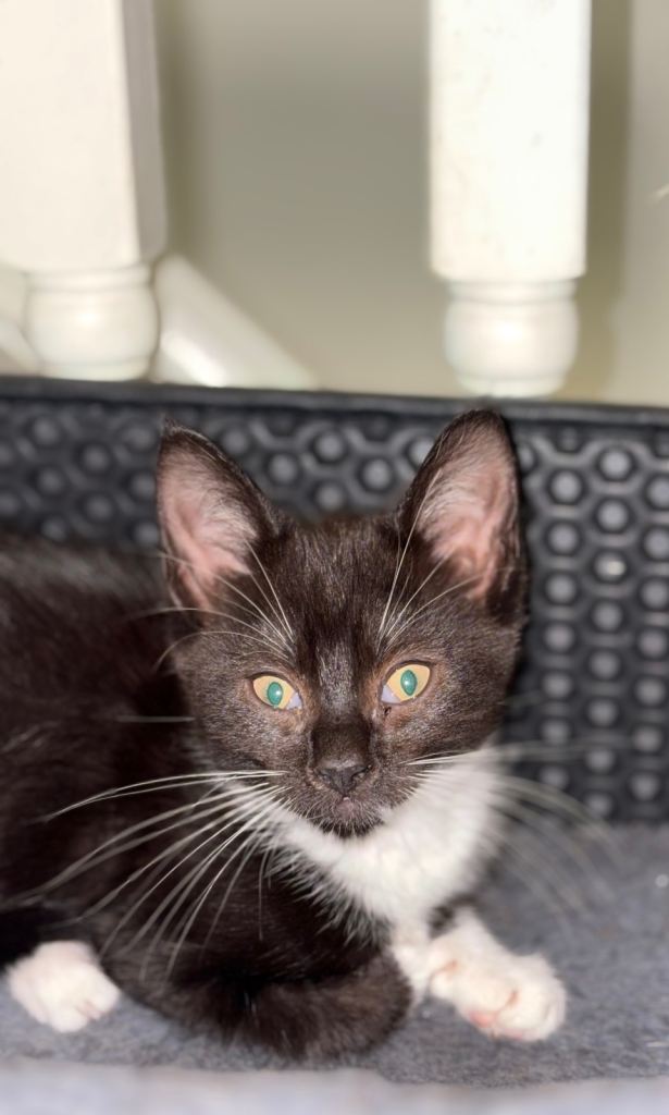 Kittens 12 weeks old. 