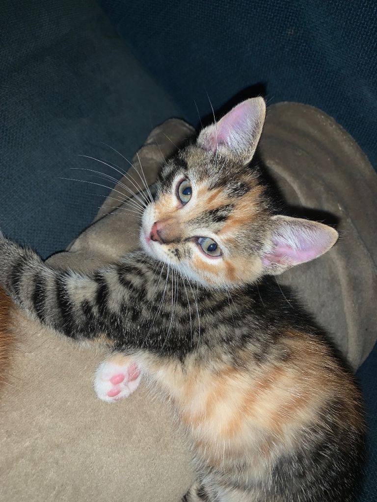 5 kittens for sale- ONLY GINGER LEFT