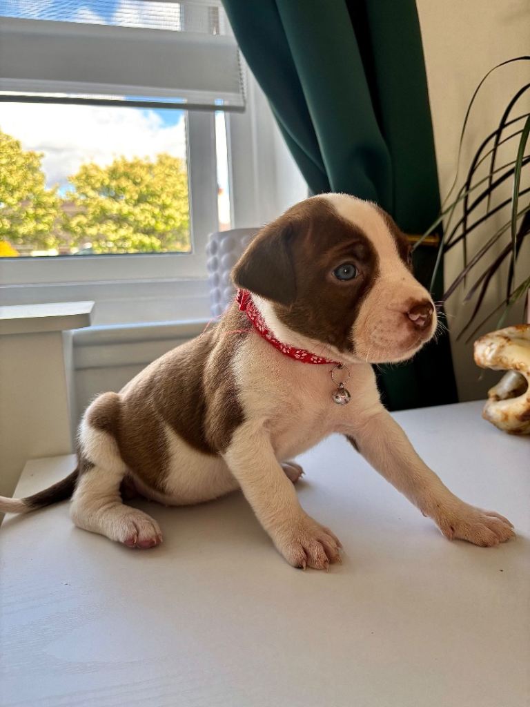 (READY TO VIEW NOW) American Bulldog puppies in Aviemore