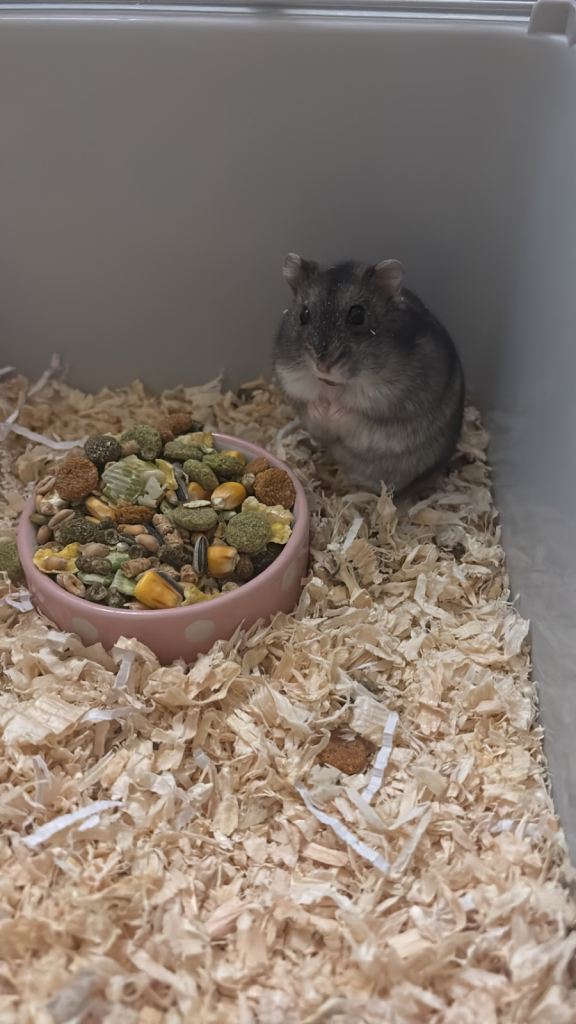 Selling my female russian dwarf hamster