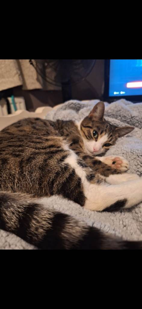 Female cat