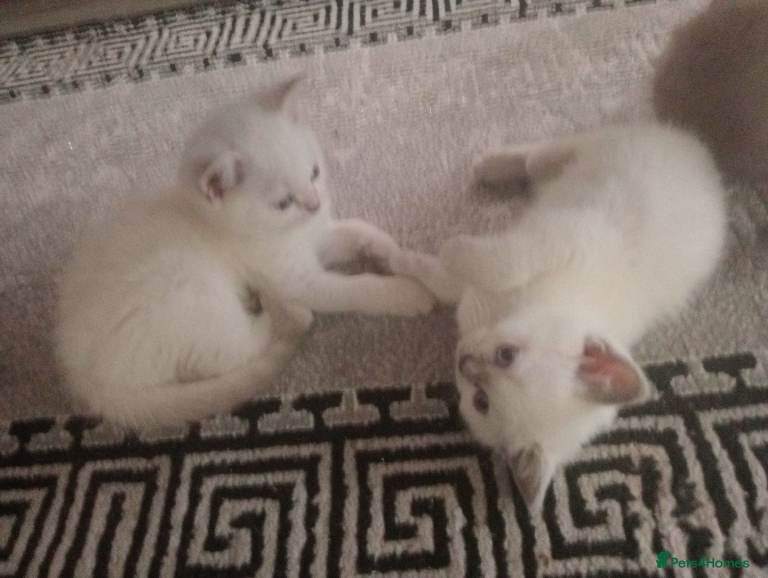 Kittens Ready to go