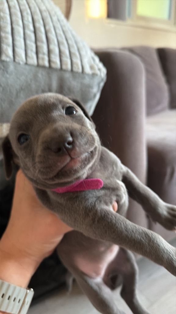 Puppies