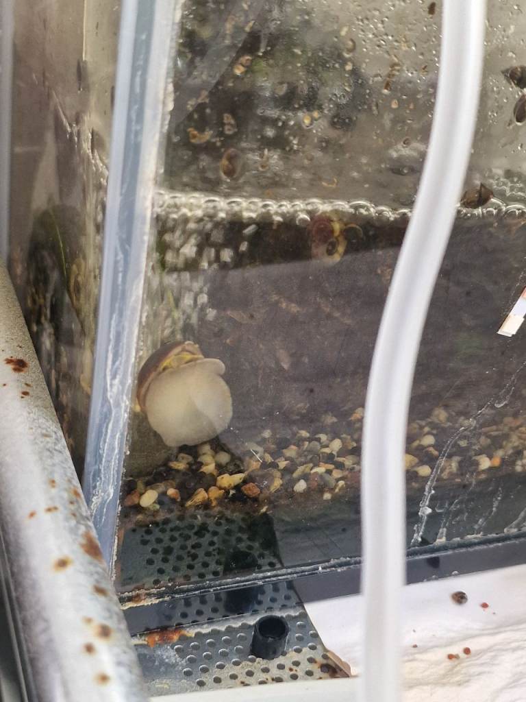 1x Mystery Snail, loads of ramshorns and bladder snails + 2 tanks
