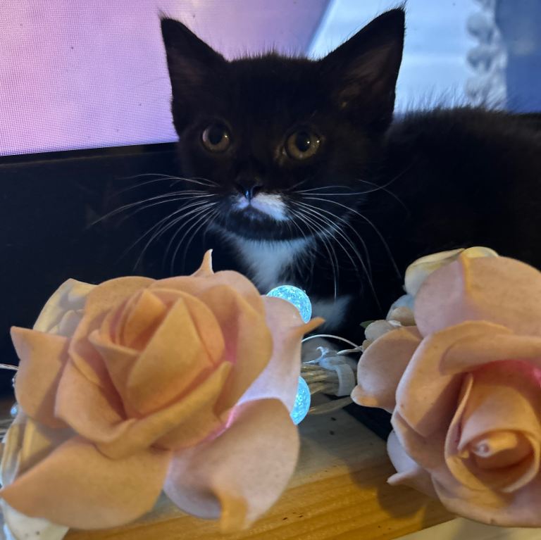 Kittens