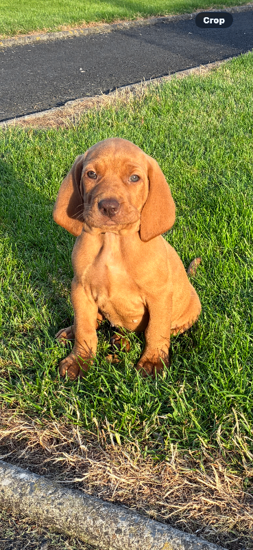 Pedigree Hungarian Vizsla Pups