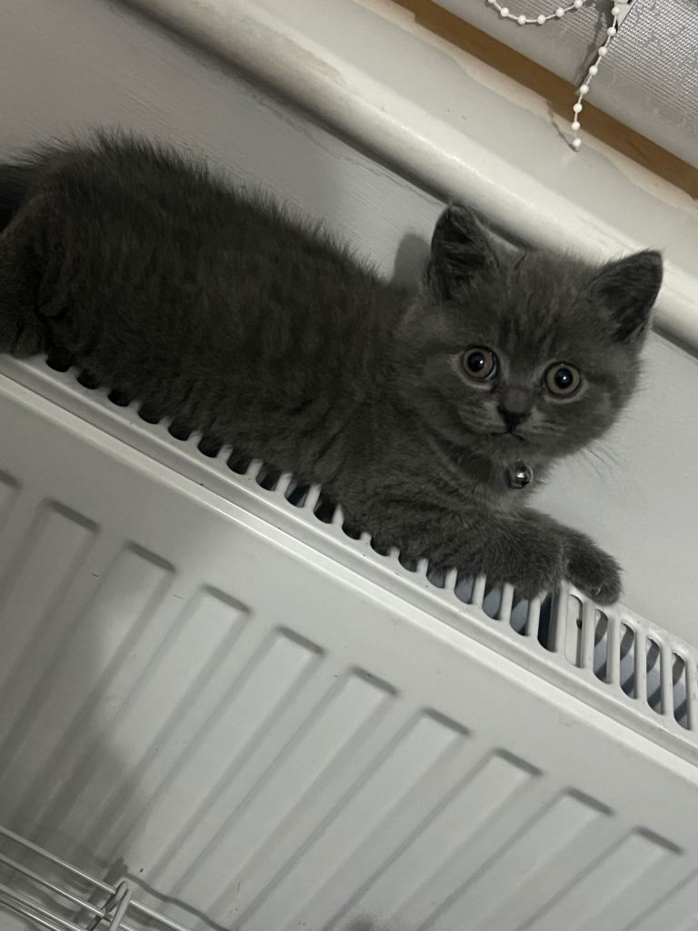 Kittens