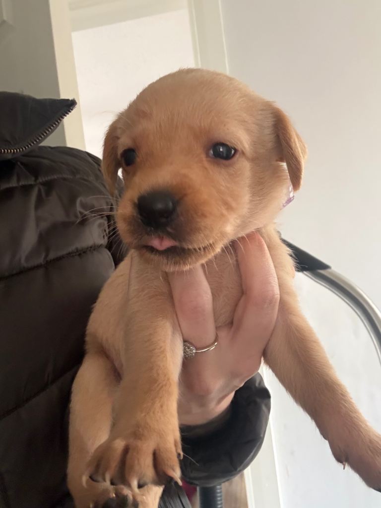 KC registered fox red Labradors 