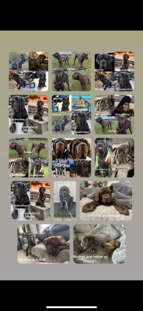 3 Neapolitan mastiff black female puppies Newcastle 