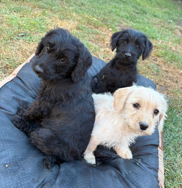 Schnocker puppies