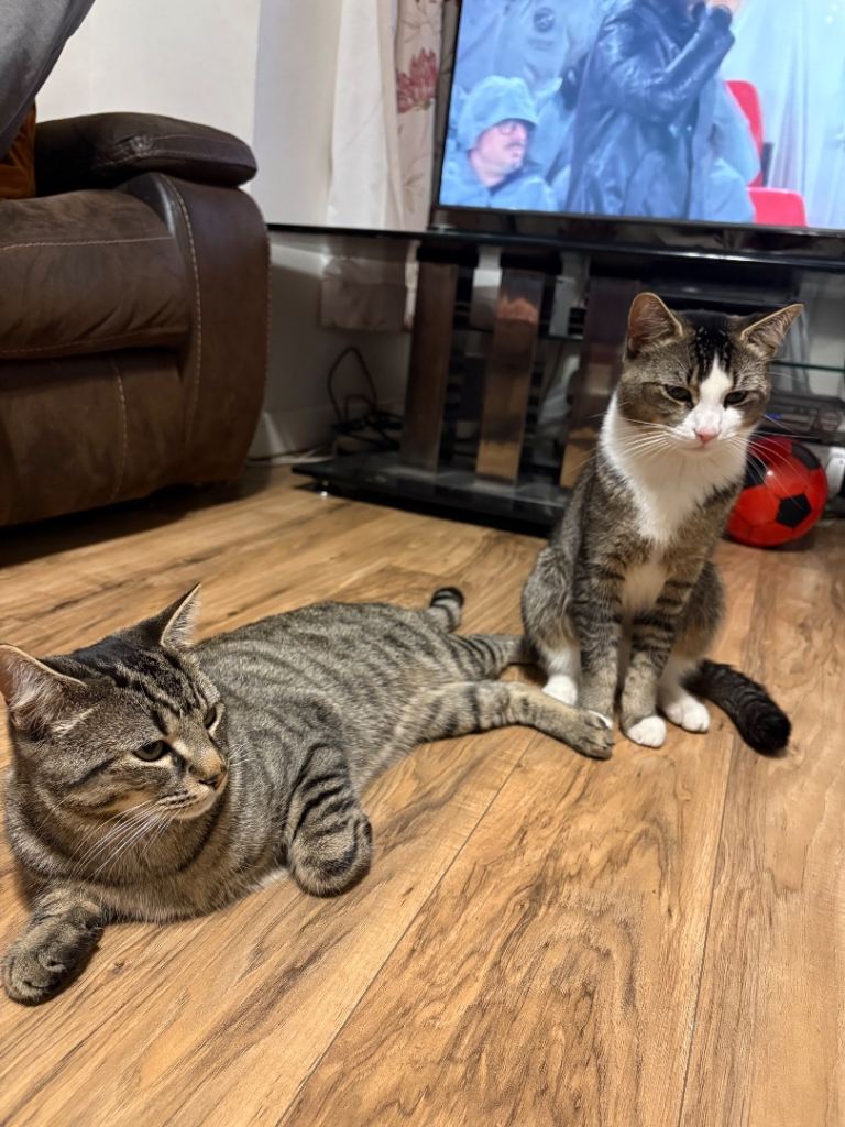2 Beautiful Friendly Cats Looking for Loving Home (Bonded Pair)