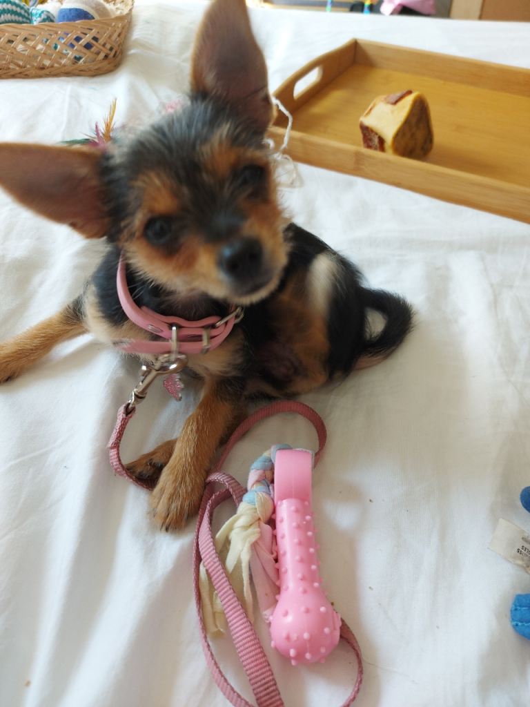 No longer available, she's staying with us :)
