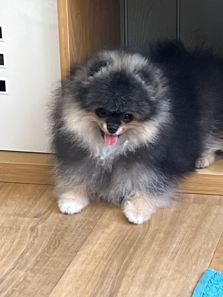 Pom Puppies from Five Star breeder 