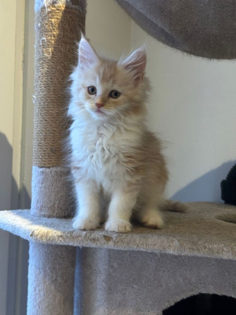 Stunning  Mainecoon Kittens