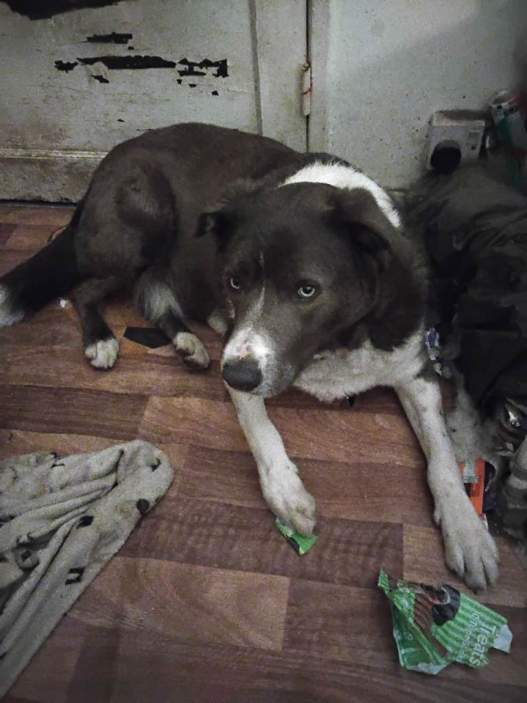 Blue needs a new home urgently 