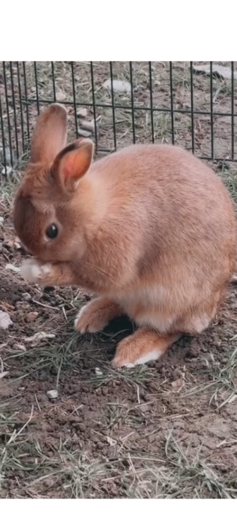 Sister rabbits 