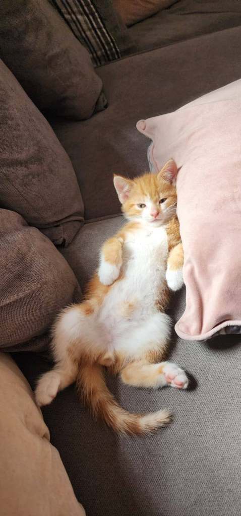 🐾 **5 ADORABLE KITTENS LOOKING FOR LOVING HOMES!** 🐾❤️