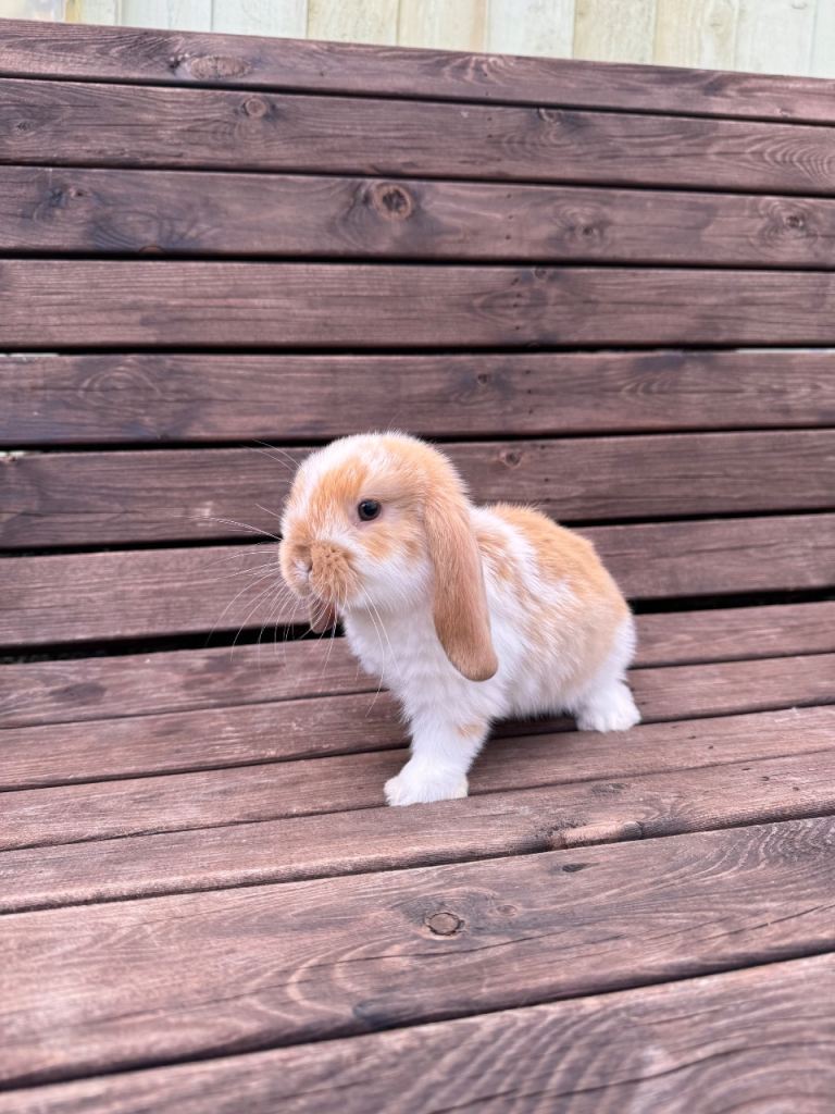 Mini lops rabbits