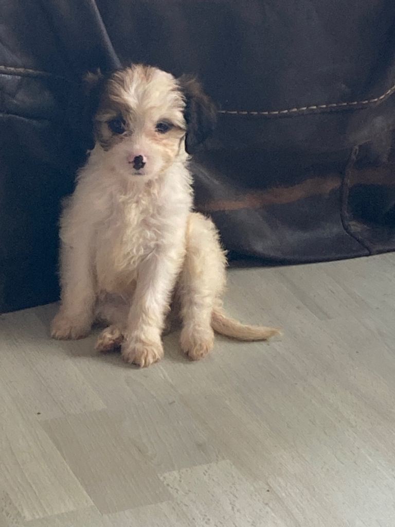 Lhasa apso x puppies