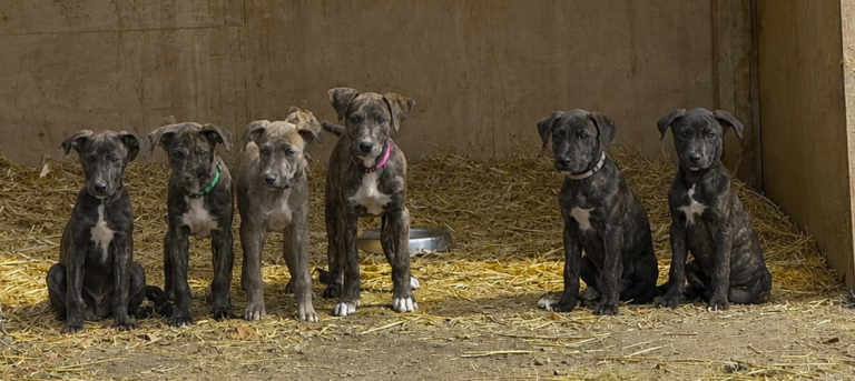5 Beautiful Boy Lurcher Puppies