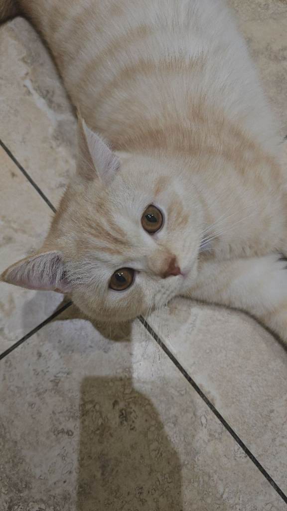 Kitten British short hair age 7 month's male 