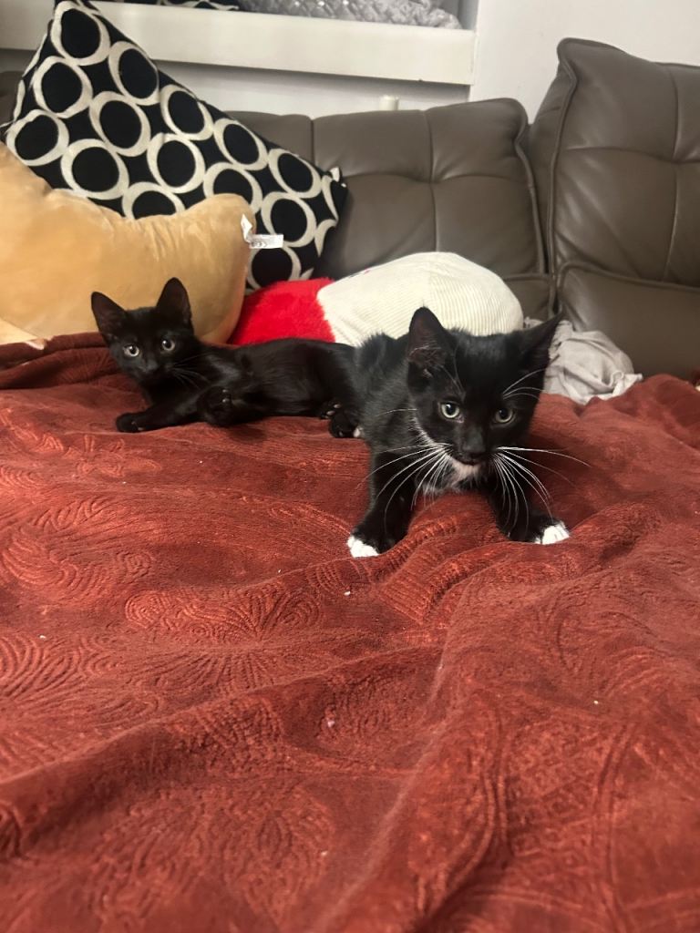 ASAP Kittens to leave together 