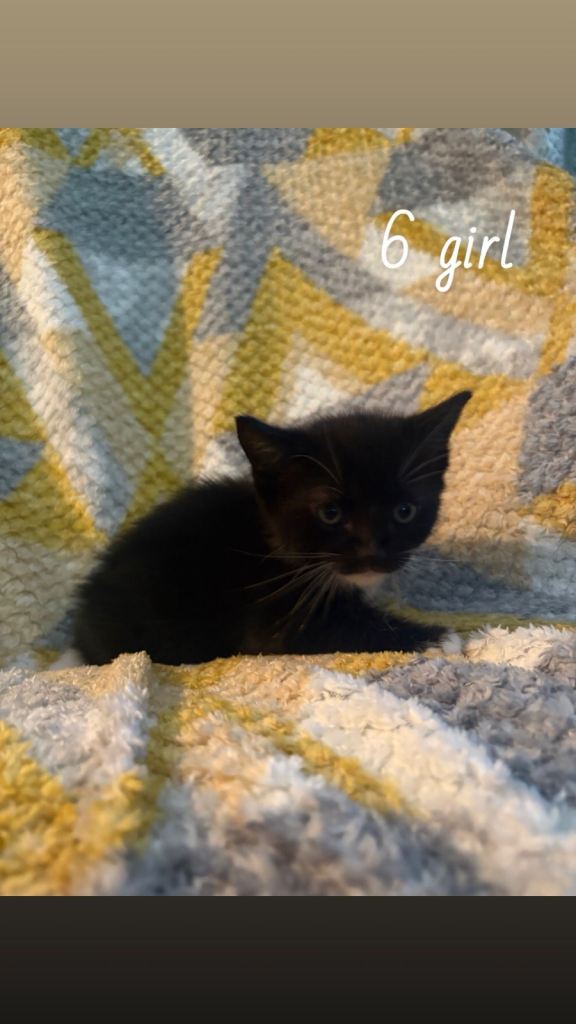 Black merle Ragdoll X Beautiful healthy kitten