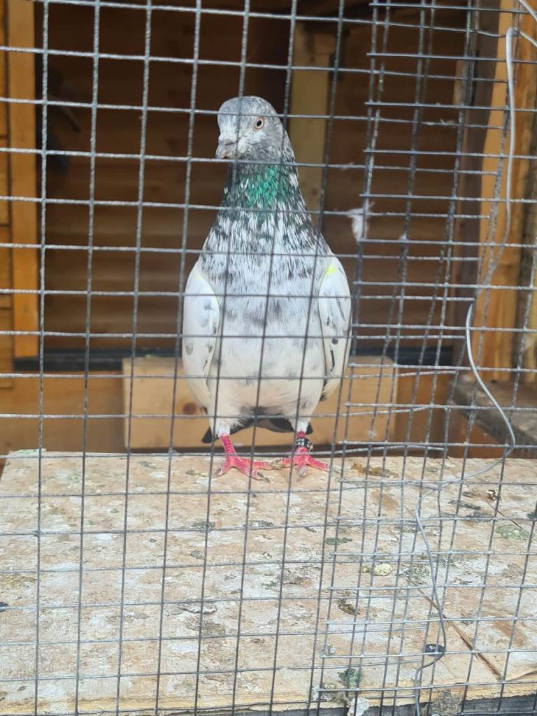 High-flyer pigeons 