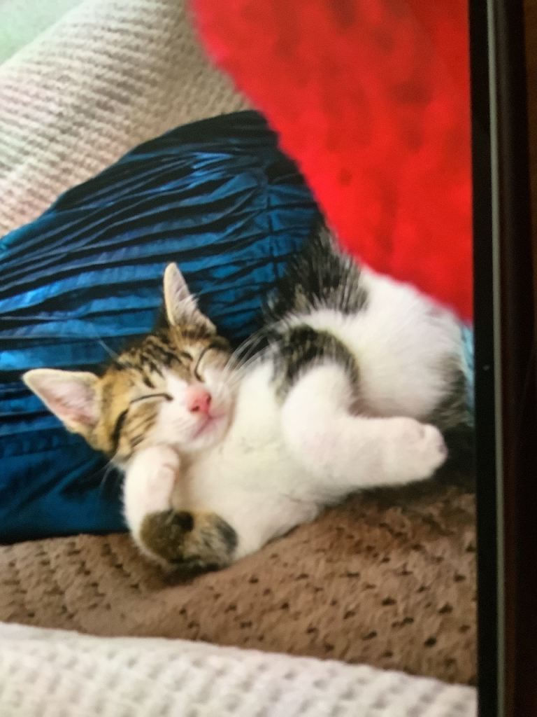 Tabby and white short haired female kitten for sale